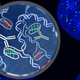 An artist’s impression of the i-motif DNA structure inside cells, along with the antibody-based tool used to detect it.